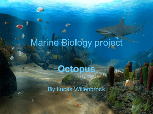 Octopus