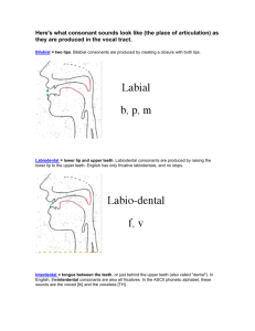 Consonant Articulation: Place of Articulation in Phonetics