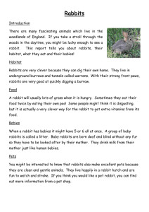 Rabbits: Habitat, Food, and Babies - Elementary Report