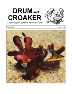 Drum and Croaker