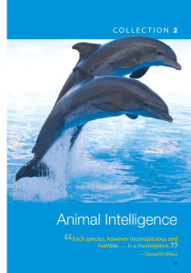 Animal Intelligence: P.G. Wodehouse's "The Mixer"