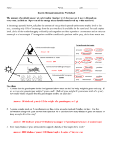 Ecosystem Energy Transfer Worksheet: Trophic Levels