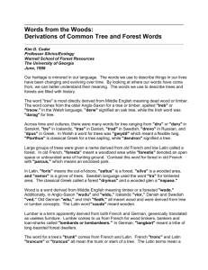 Tree & Forest Word Origins: Etymology of Common Terms