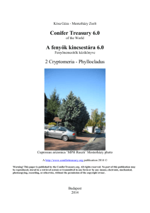 Conifer Treasury 6.0: Cryptomeria & Phyllocladus Handbook