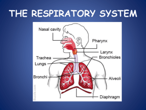 Respiratory System: Functions, Organs, and Cellular Respiration