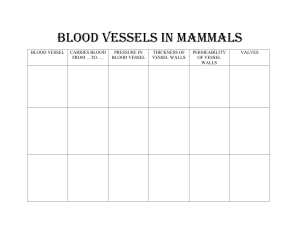 Mammalian Blood Vessels Worksheet