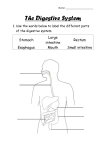 Digestive System Worksheet