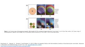 Magnetic Field Effects on Yeast Fermentation Kinetics