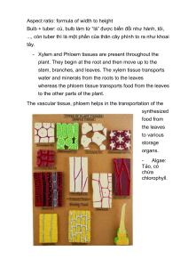 Plant Tissues & Biology Concepts
